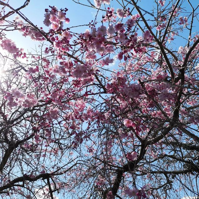 こんにちは(*^-^)
『ひまわりの家』です。

お花見🌸
二年後しのお花見です( ☆∀☆)

どこの桜の下で花見をするのか、話しあった結果！
一番近くの公園になりました。
みんなでテクテク１～２分歩き😁　到着(*＞∇＜)ﾉ💕
しだれ桜も咲きかけてたので、いい感じの花見となりました😍

でも、
桜より食べる事に集中してる皆さん……😅
「ほらほら！桜キレイにさいてる〰️‼️空もきれいやで〰️‼️」と、必死でつたえてる私がいました(((*≧艸≦)ﾌﾟﾌﾟｯ

来年も行けますように(*-ω人)

#ひまわりの家#就労継続支援B型#宍粟市#お花見#花より団子